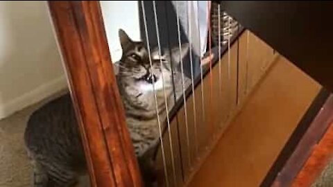 Cat thinks harp is scratching post