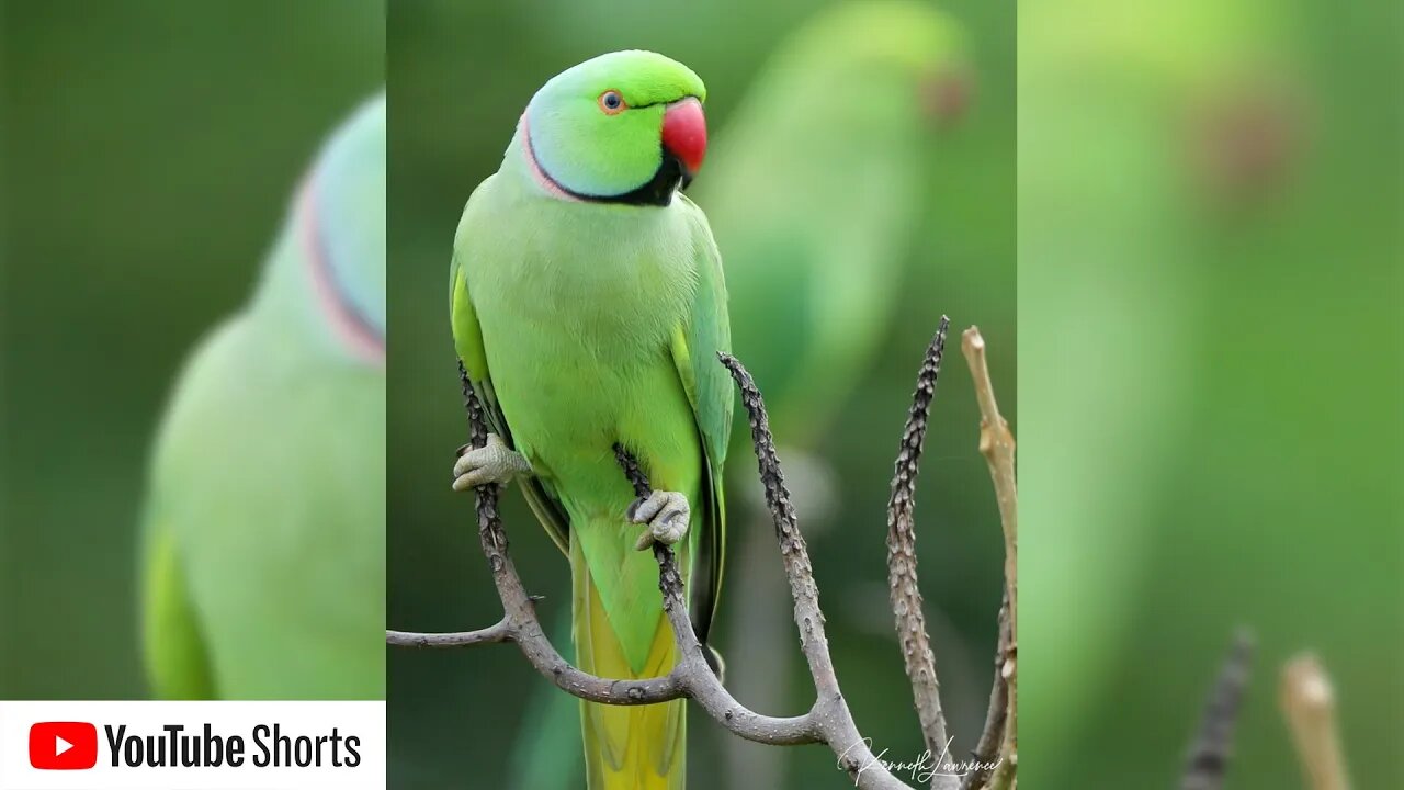 Wild Parakeets visit my rooftop every evening #Shorts