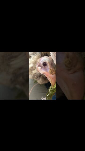 😥😭💔 Shortly before our red eyed cinnamon girl slipped away 😥😭💔