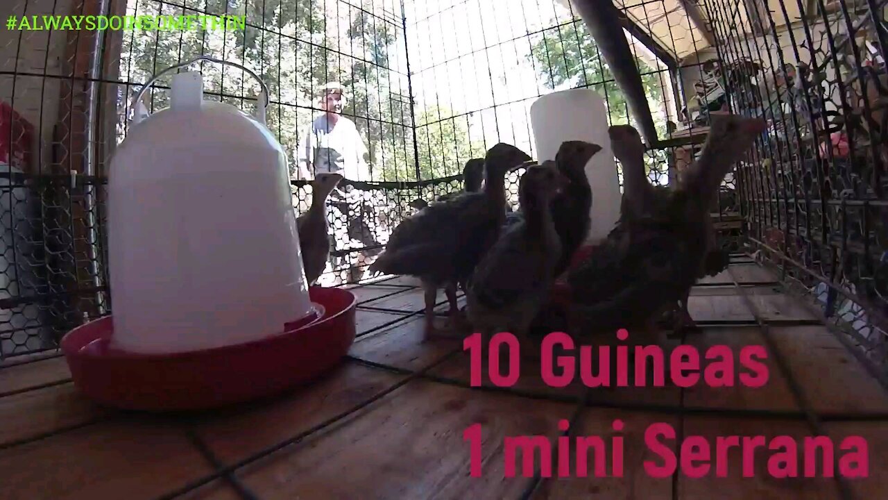 10 Guineas 1 mine Serrana