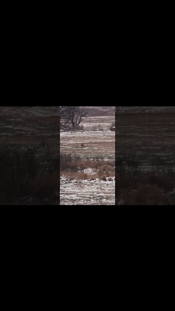 When a BUCK does this ... #deer #deerhunting #hunting #shorts