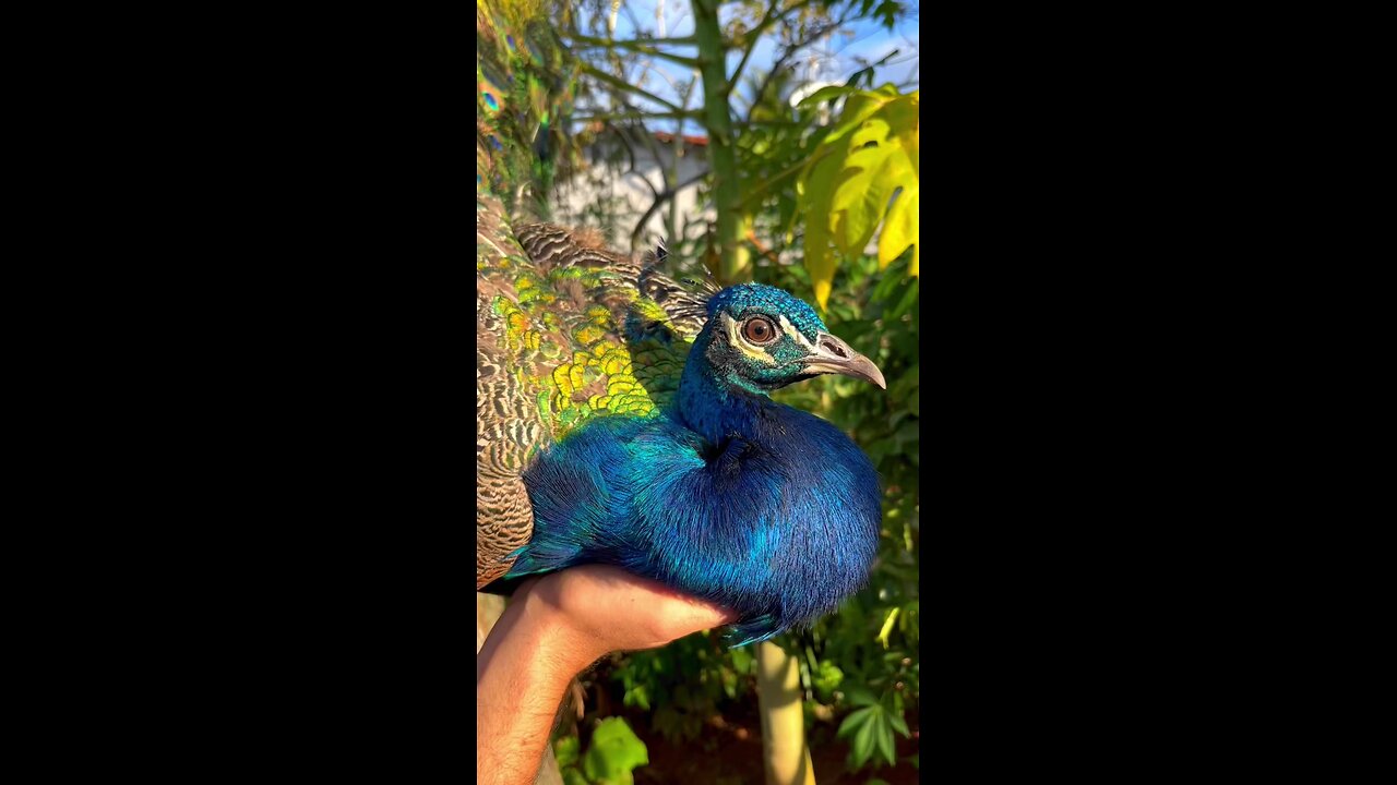 Beautiful and colorful peacock close-up😍😍