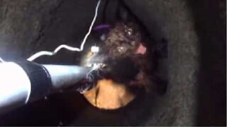 Gatinho preso em buraco estreito é resgatado nos EUA