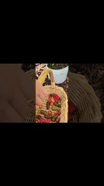 Shishito Peppers from the Agora Spiral Garden in the Pixies Potager. #garden #grow #electroculture