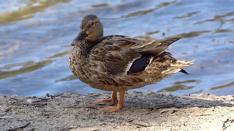 CatTV: standing duck cleaning