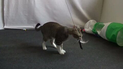 Funny Kitten Plays with Feather Teaser Toy