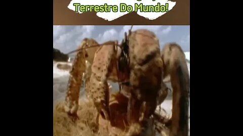 Maior Caranguejo Terrestre Do Mundo #shortsvideo