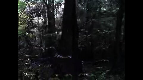 Amazon 2007