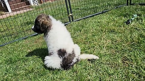 Ancient Guardians 10 week old Pyrenean Mastiffs