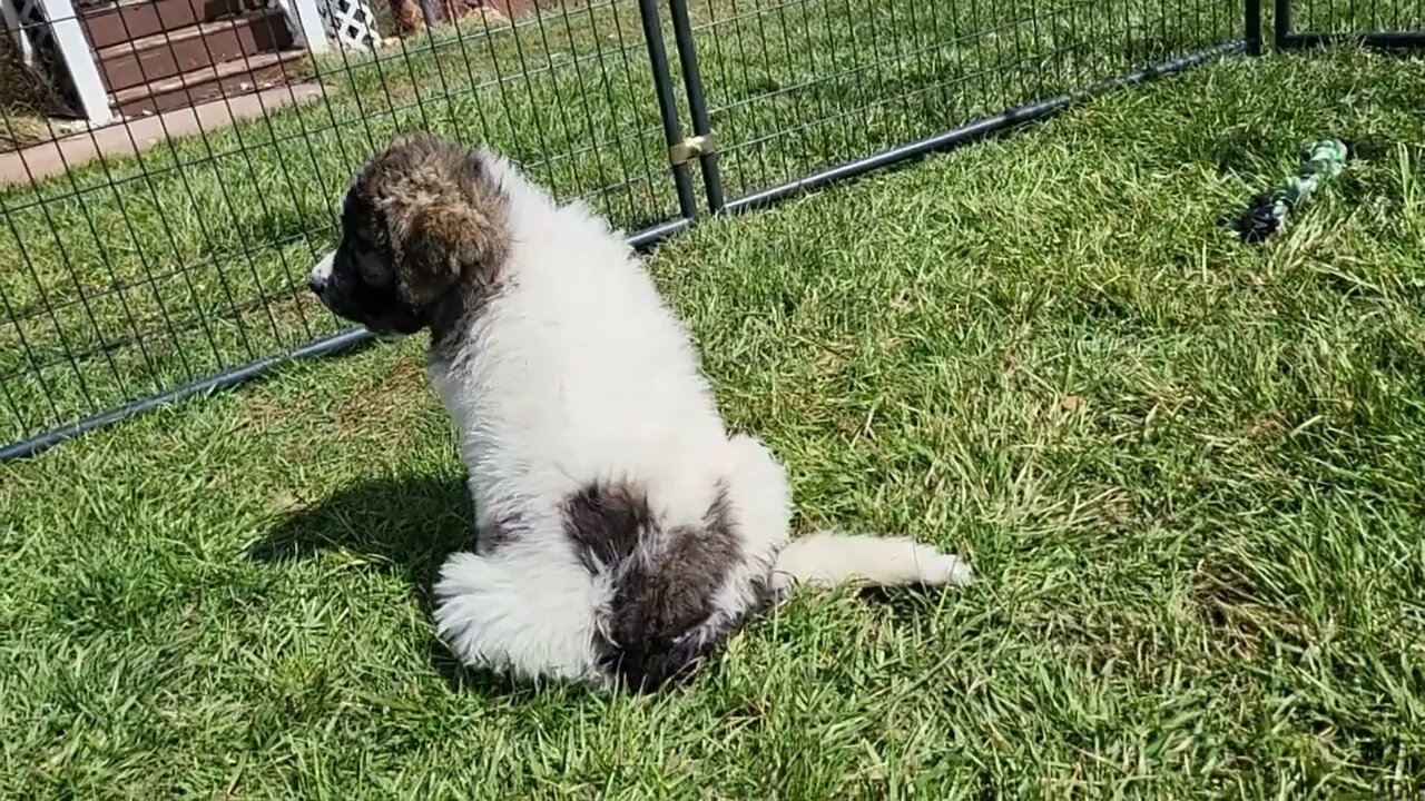 Ancient Guardians 10 week old Pyrenean Mastiffs