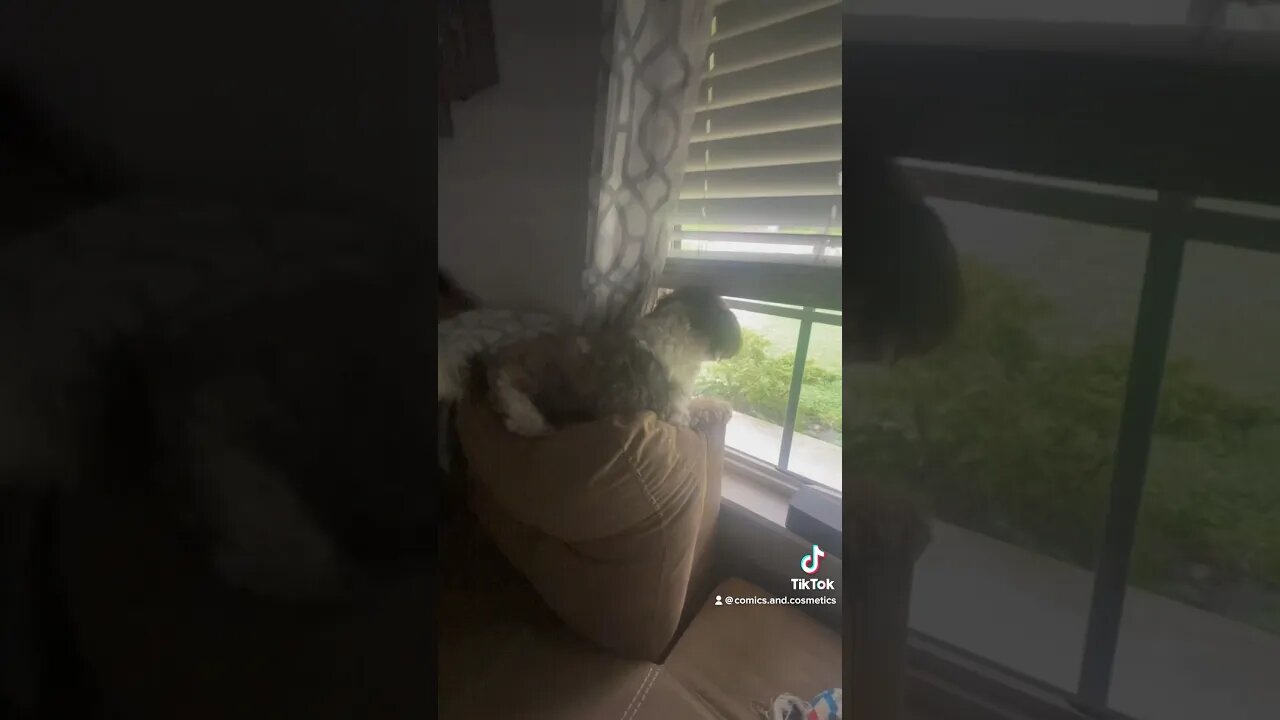 Tiny the #EwokBaby Defends the yard again from the vicious spoiler #cat #puppy #cute