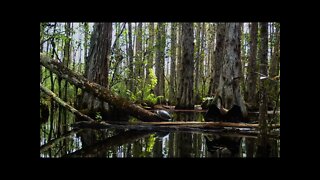 The Anhinga &amp; The Turtle