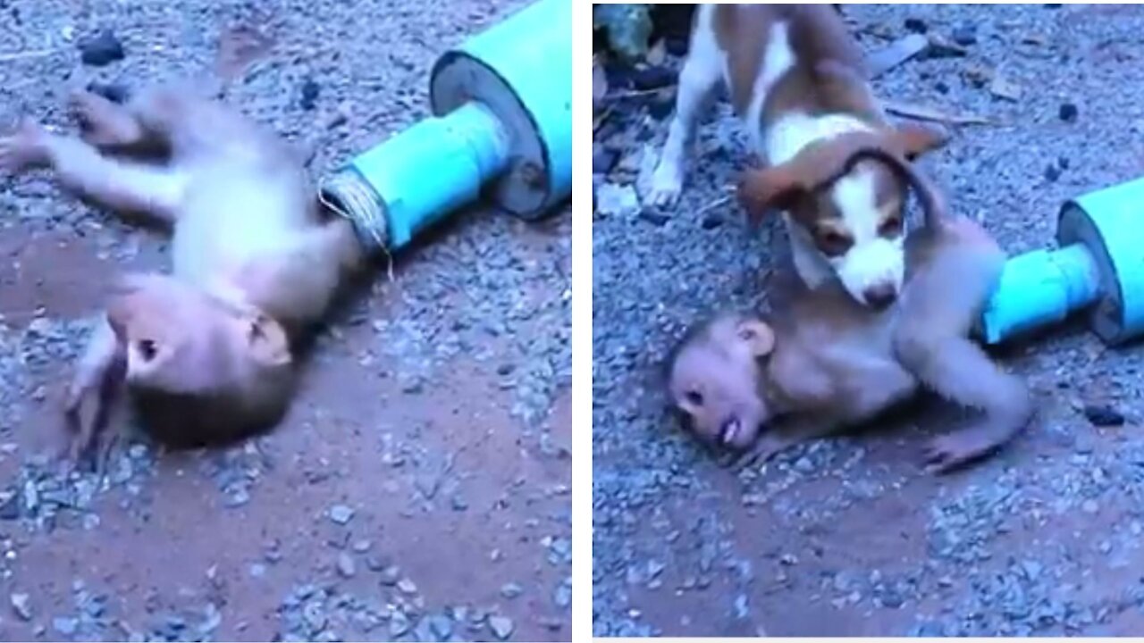 Is The Dog Trying To Help Or Just Making Things Worse?? WATCH TO FIND OUT!!