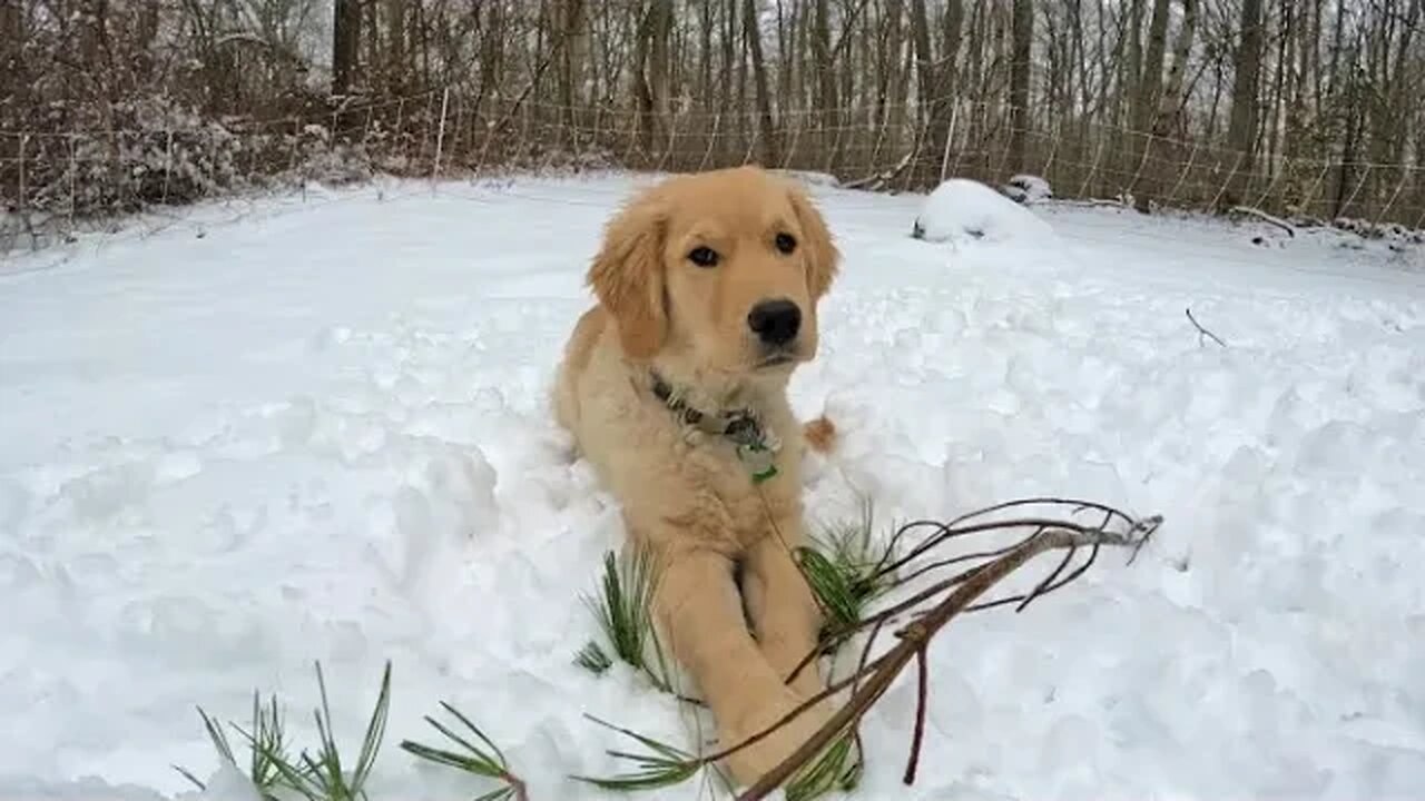 Golden Retriever Puppy First time in the SNOW