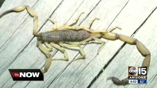 As warmer weather arrives, so do the scorpions