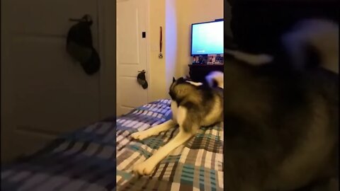 funny husky videos talking back | Funny Dog Life | #fyp #viral