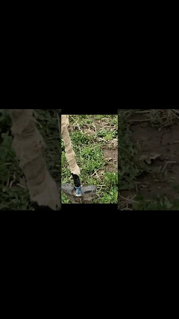 Flyin Eagle! 1 #relic #coins #treasure #coinhoard #silverage #metaldetecting #frog #buttons #coin