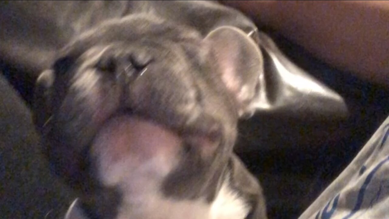 French bulldog can’t stop sneezing