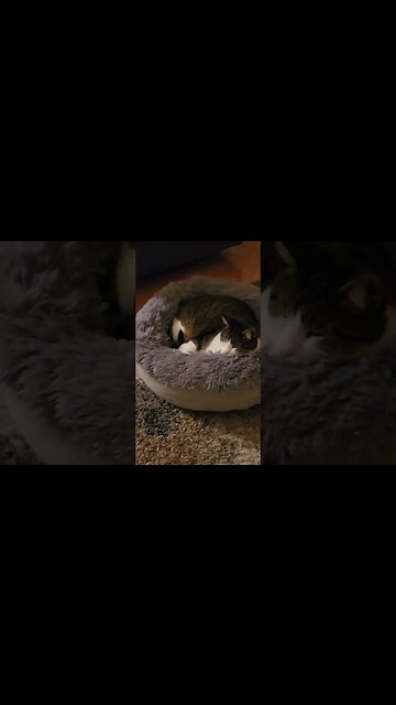 When The Cat Actually Sleeps in The Bed #shorts