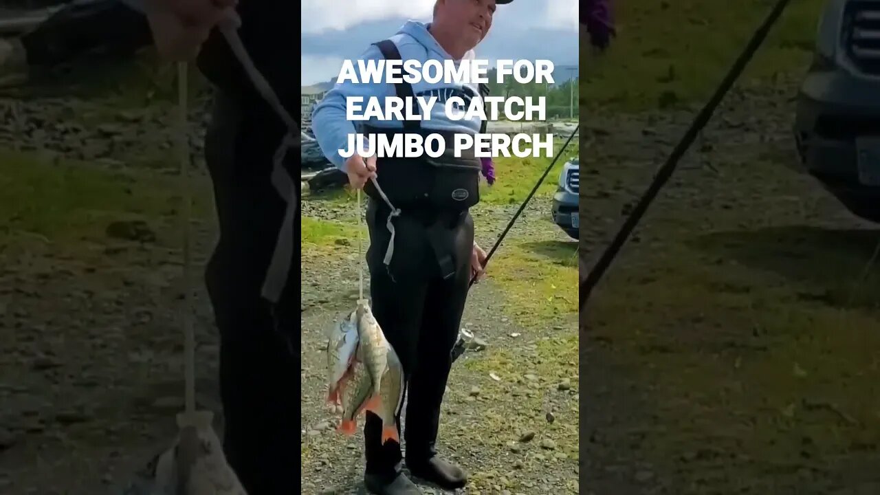 AWESOME FIR EARLY CATCH JUMBO PERCH!