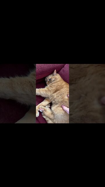 Orange Cats are so Cute 🐈 #garfield