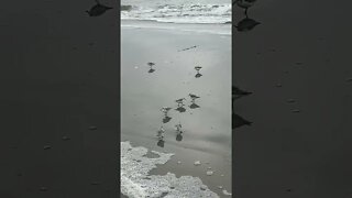 Surfing’ Birds at Beach