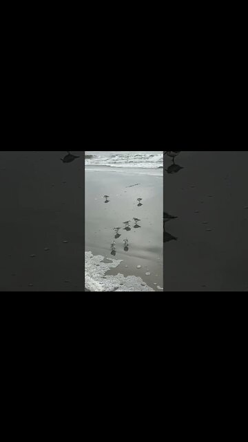 Surfing’ Birds at Beach