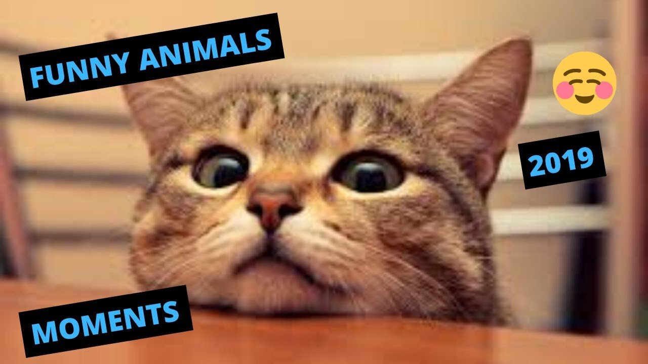 FUNNY ANIMAL VIDEOS 2019 - FUNNY ANIMAL REACTIONS