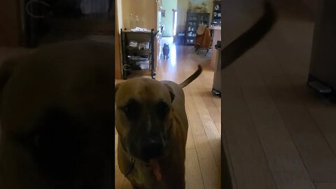 the suspense of the treat for doggo #dog #dogcommands #doggo