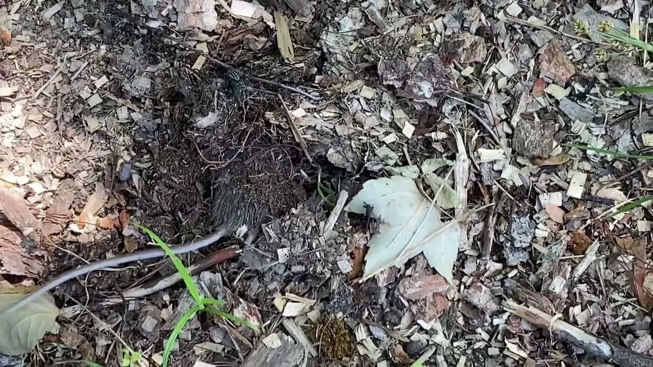 Beetles suck dead mouse into the ground (2022)(warning pretty grim)