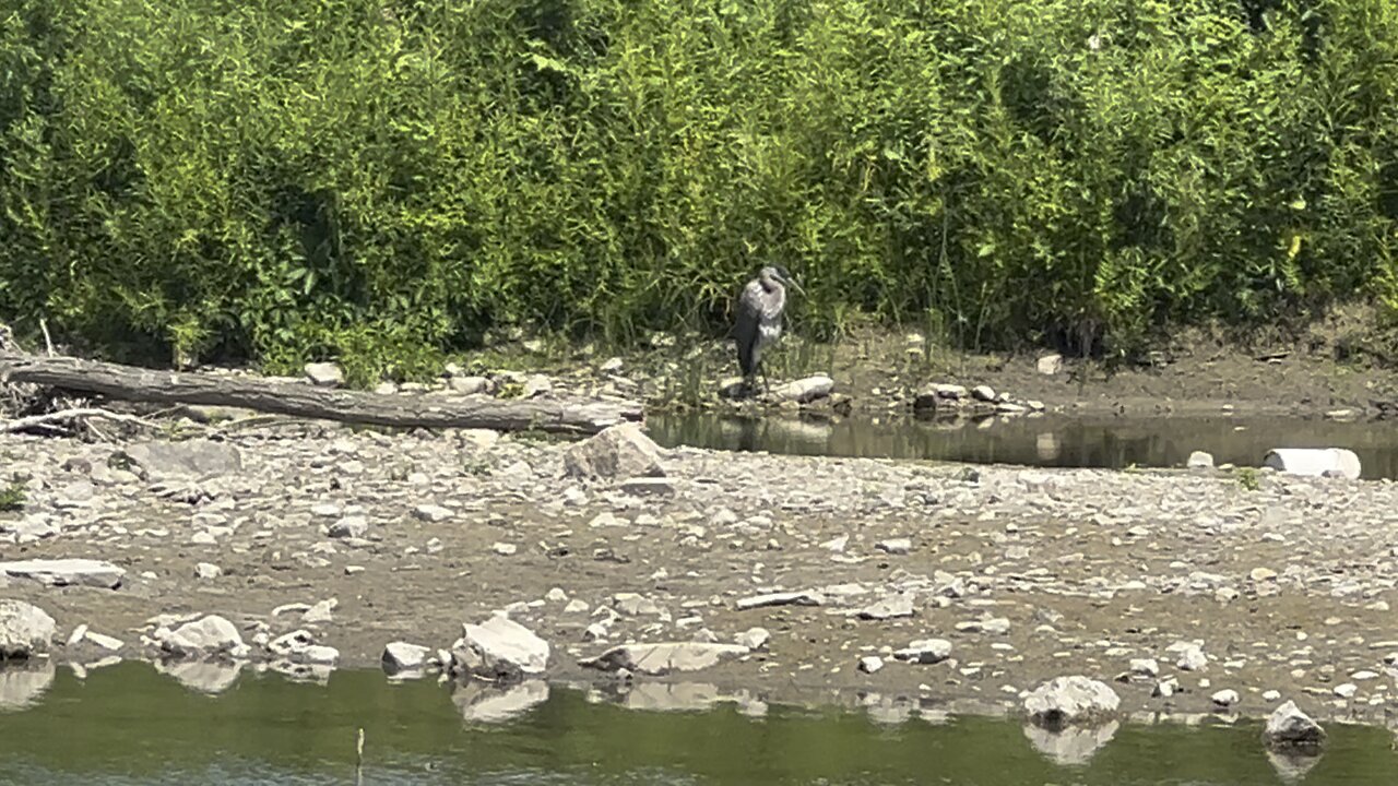 Great Blue Heron camouflaged