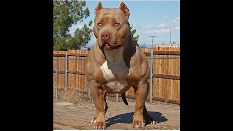 This Petbull is evil