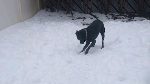 Dog Makes A Snowball...