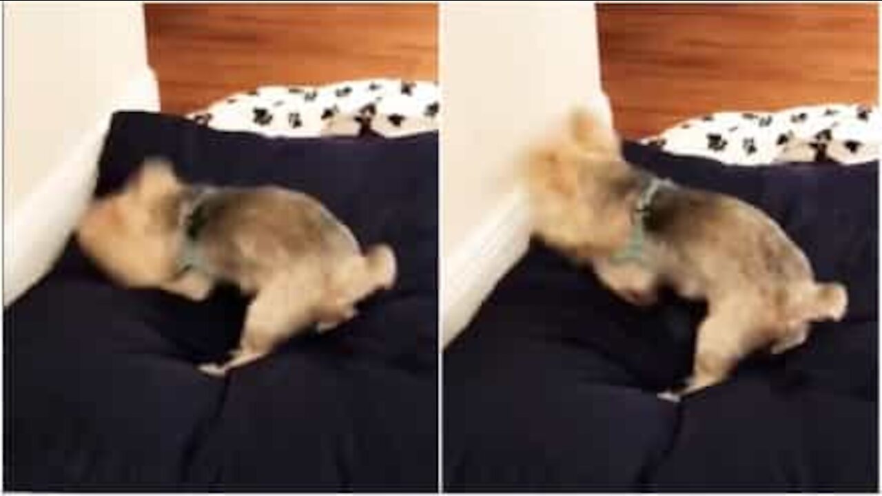 Cane sembra apprezzare l'heavy metal