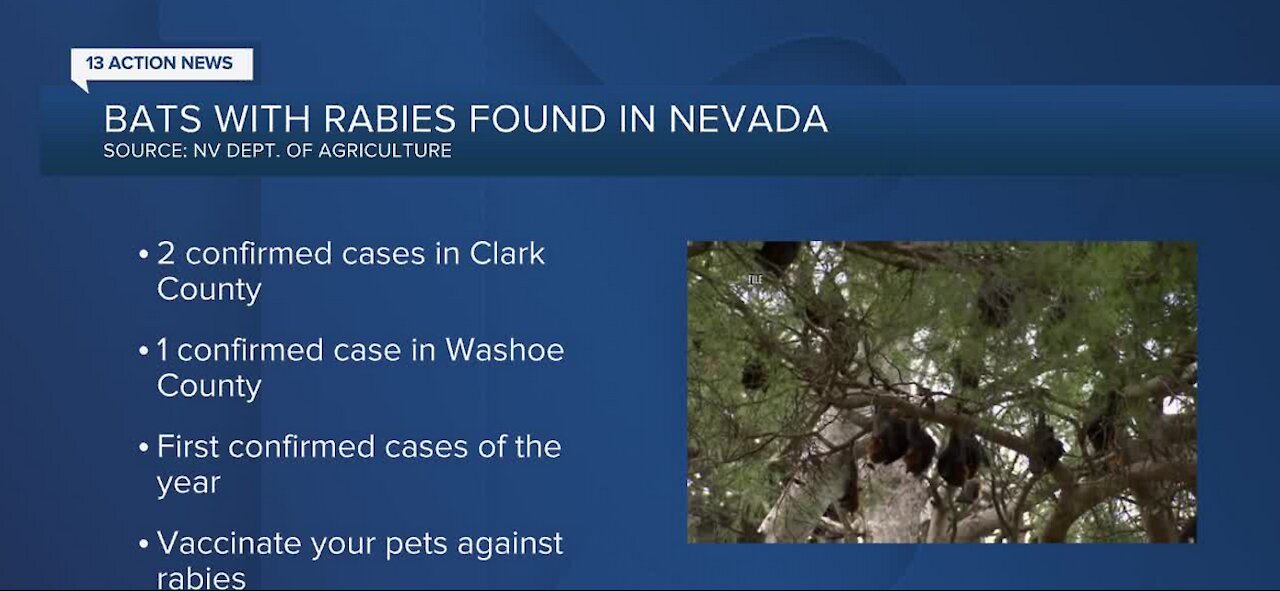 Bats carrying rabies found in Nevada, including Clark County