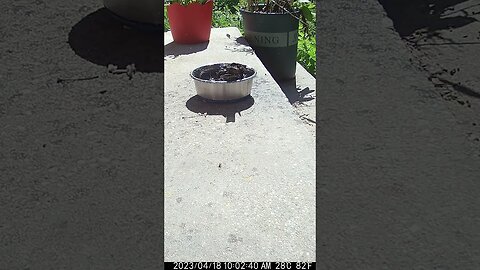 A Starling Takes A Bath! 🛁