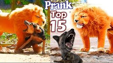 जब सोते कुत्ते को दिखा दिया भूतिया शेर! FUNNIEST ANIMAL MOMENTS CAUGHT ON CAMERA