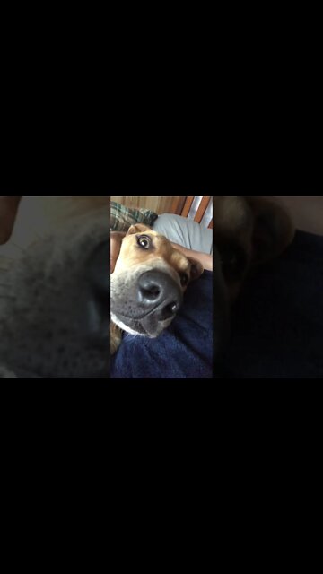 Slinky Dog having cuddles