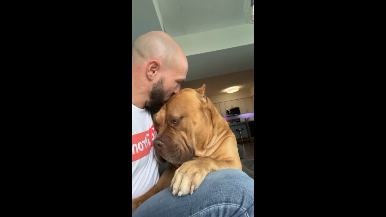 MASSIVE Pit Bull gets good morning smooches ๐ฆ๐๐งก
