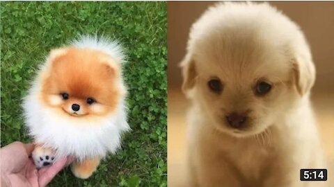 This Unlimited Funny Pets Dog Compitition vedios.🐈🐈Don't try laugh vedio.🐈🐈