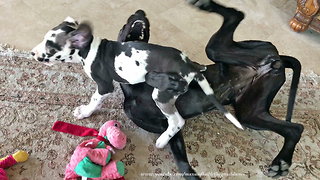 Puppy goes from playtime to nap time in 90 seconds