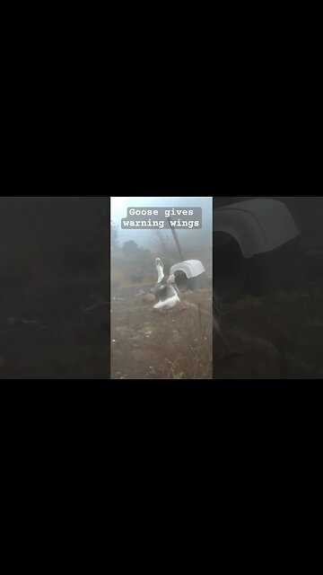 Goose gives scary warning wings.