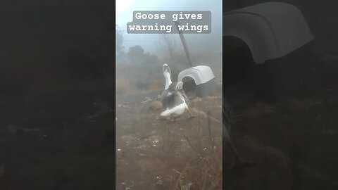 Goose gives scary warning wings.