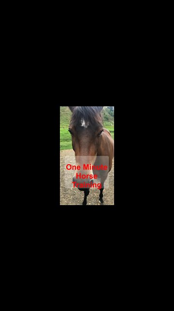 1 minute horse training: Pressure and Release with brumby pony Part II