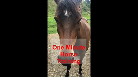 1 minute horse training: Pressure and Release with brumby pony Part II