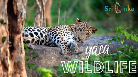 Sri Lanka wild life at yala national Park out#wildlife