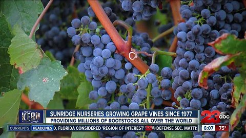 Made in Kern County: Sunridge Nurseries