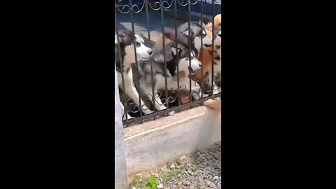 Dogs funny video 😁😂😂