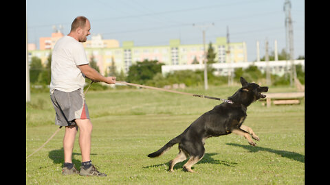 How To Make A Dog Become Super Intelligent And Fully Aggressive With Few Simple Tips