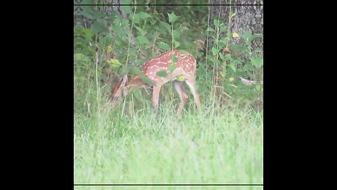 Turkeys on the Field